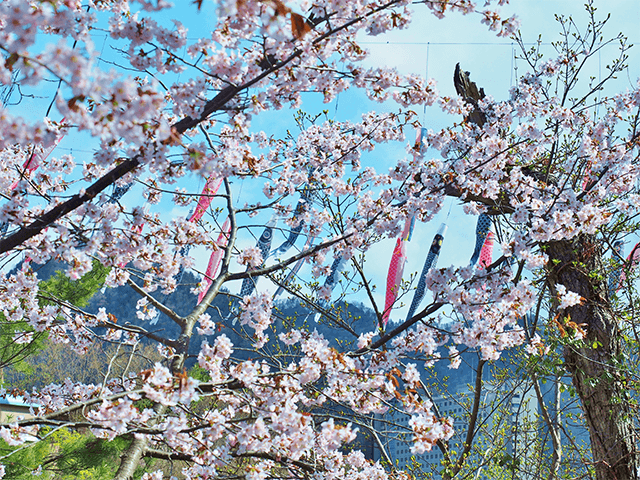 Jozankei Onsen Mountain Stream Carp Streamers