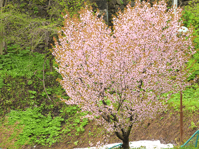 Heart-shaped cherry blossoms behind Daikokuya