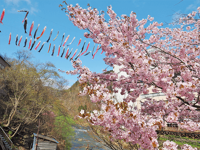 Jozankei Onsen Mountain Stream Carp Streamers